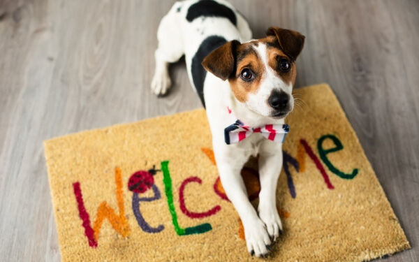 Ambiente Pet-friendly: muito além do conceito